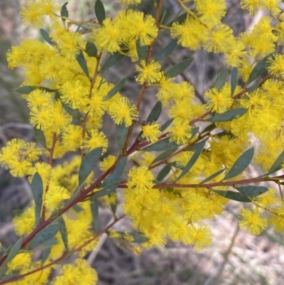 Acacia buxifolia subsp. buxifolia (Box-leaf Wattle) at Caladenia Forest, O'Connor - 3 Sep 2022 by Steve_Bok