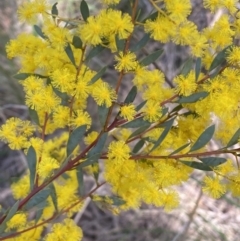 Acacia buxifolia subsp. buxifolia (Box-leaf Wattle) at O'Connor, ACT - 3 Sep 2022 by Steve_Bok