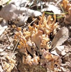 Unidentified Coralloid fungus, markedly branched at Albury - 3 Sep 2022 by RobCook