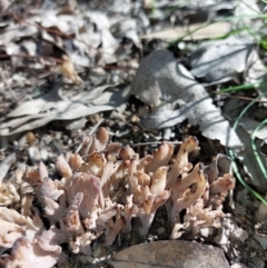 Clavulina sp. at Wirlinga, NSW - 3 Sep 2022 10:26 AM