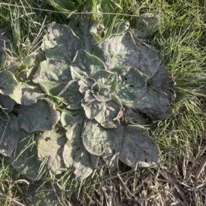 Echium plantagineum at Yarralumla, ACT - 3 Sep 2022