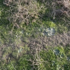 Echium plantagineum at Molonglo Valley, ACT - 3 Sep 2022