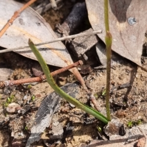 Caladenia fuscata at O'Connor, ACT - 3 Sep 2022