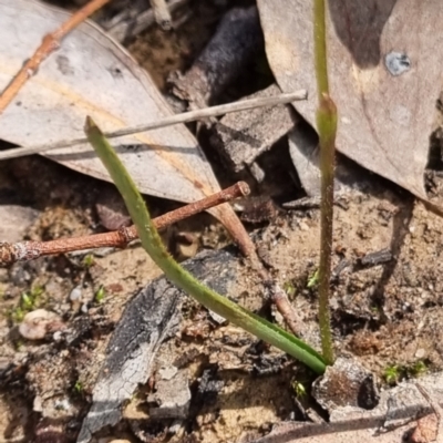 Caladenia fuscata (Dusky Fingers) at O'Connor, ACT - 3 Sep 2022 by pixelnips