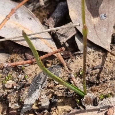 Caladenia fuscata (Dusky Fingers) at Black Mountain - 3 Sep 2022 by pixelnips