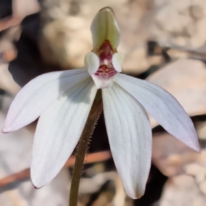 Caladenia fuscata at O'Connor, ACT - 3 Sep 2022