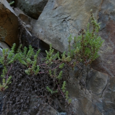 Crassula sieberiana (Austral Stonecrop) at Molonglo Gorge - 28 Aug 2022 by Paul4K