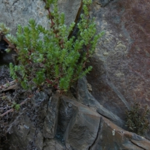 Crassula sieberiana at Kowen, ACT - 28 Aug 2022 11:49 AM