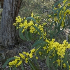 Acacia rubida (Red-stemmed Wattle, Red-leaved Wattle) at Molonglo Gorge - 28 Aug 2022 by Paul4K