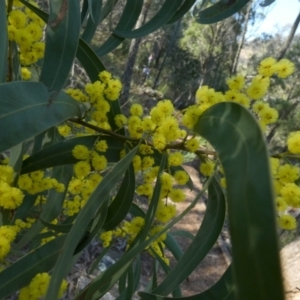 Acacia rubida at Kowen, ACT - 28 Aug 2022