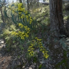 Acacia rubida at Kowen, ACT - 28 Aug 2022