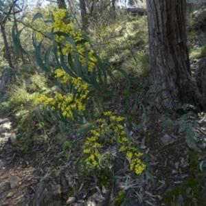 Acacia rubida at Kowen, ACT - 28 Aug 2022