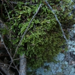 Unidentified Moss / Liverwort / Hornwort at Molonglo Gorge - 28 Aug 2022 by Paul4K