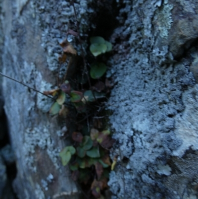 Unidentified Fern or Clubmoss at Kowen, ACT - 28 Aug 2022 by Paul4K