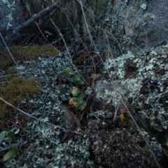 Pellaea calidirupium at Molonglo Gorge - 28 Aug 2022