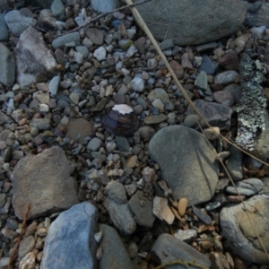 Hyriidae sp. (family) at Kowen, ACT - 28 Aug 2022