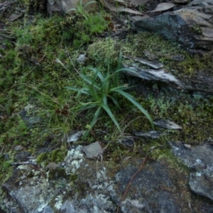 Luzula densiflora at Kowen, ACT - 28 Aug 2022 12:10 PM