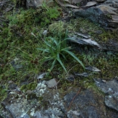 Luzula densiflora (Dense Wood-rush) at Molonglo Gorge - 28 Aug 2022 by Paul4K