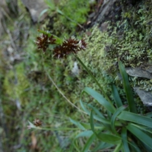 Luzula densiflora at Kowen, ACT - 28 Aug 2022