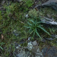 Luzula densiflora at Kowen, ACT - 28 Aug 2022 12:10 PM