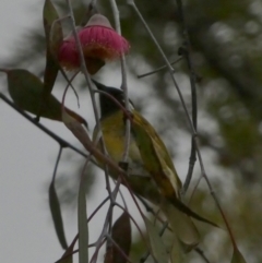 Nesoptilotis leucotis (White-eared Honeyeater) at Murga, NSW - 29 Aug 2022 by Paul4K