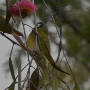 Nesoptilotis leucotis at Murga, NSW - suppressed