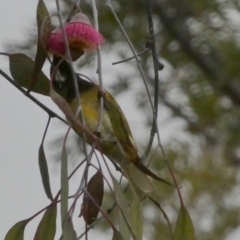 Nesoptilotis leucotis at Murga, NSW - suppressed