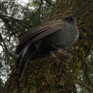 Struthidea cinerea at Murga, NSW - 30 Aug 2022