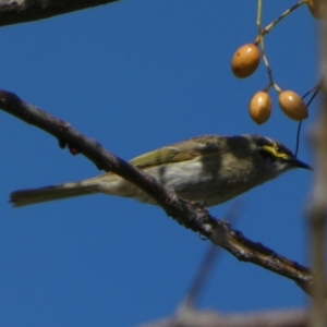 Caligavis chrysops at Murga, NSW - suppressed