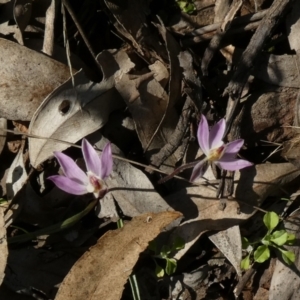 Caladenia fuscata at Murga, NSW - 30 Aug 2022