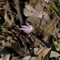 Caladenia fuscata at Murga, NSW - 30 Aug 2022