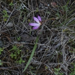 Caladenia fuscata at Murga, NSW - 30 Aug 2022