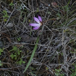 Caladenia fuscata at Murga, NSW - suppressed