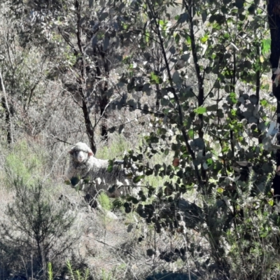 Ovis aries (Sheep) at Tennent, ACT - 3 Sep 2022 by MB