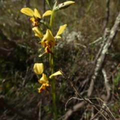 Diuris goonooensis (Western Donkey Orchid) at Murga, NSW - 30 Aug 2022 by Paul4K