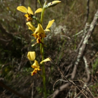 Diuris goonooensis at Murga, NSW - 30 Aug 2022 by Paul4K