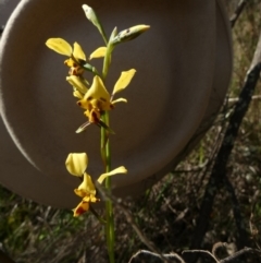 Diuris goonooensis at Murga, NSW - 30 Aug 2022