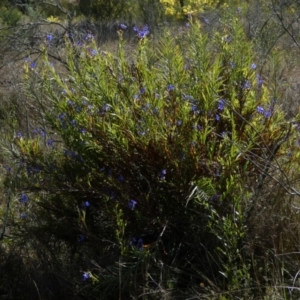 Stypandra glauca at Murga, NSW - suppressed