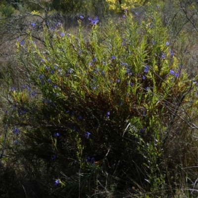 Stypandra glauca (Nodding Blue Lily) at Murga, NSW - 30 Aug 2022 by Paul4K
