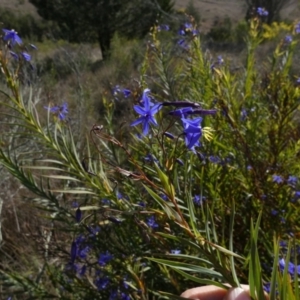 Stypandra glauca at Murga, NSW - 30 Aug 2022