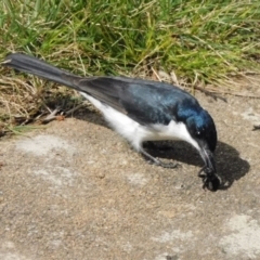 Myiagra inquieta (Restless Flycatcher) at Symonston, ACT - 3 Sep 2022 by CallumBraeRuralProperty