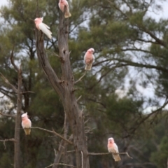 Lophochroa leadbeateri leadbeateri (Pink Cockatoo) at Arumpo, NSW - 25 Aug 2022 by MB