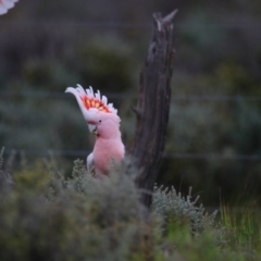 Lophochroa leadbeateri leadbeateri at Arumpo, NSW - suppressed