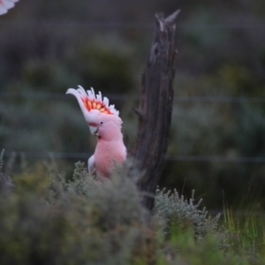 Lophochroa leadbeateri leadbeateri at Arumpo, NSW - suppressed