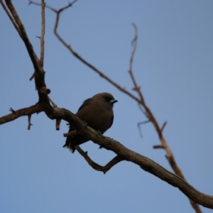 Artamus cyanopterus at Menindee, NSW - 3 Sep 2022