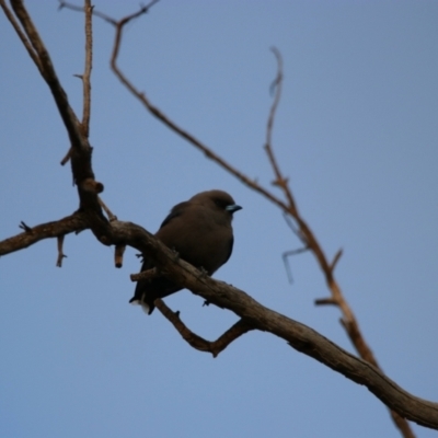 Artamus cyanopterus cyanopterus (Dusky Woodswallow) at Menindee, NSW - 3 Sep 2022 by MB