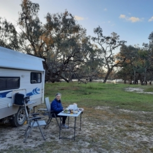 Artamus cyanopterus at Menindee, NSW - 3 Sep 2022 05:28 PM