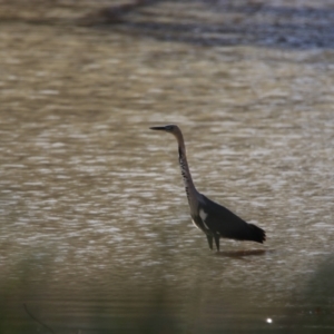 Ardea pacifica at Menindee, NSW - 23 Aug 2022 03:27 PM