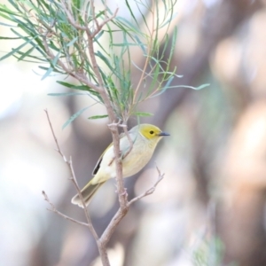 Ptilotula penicillata at Menindee, NSW - 23 Aug 2022