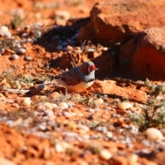 Taeniopygia guttata (Zebra Finch) at Mutawintji National Park - 21 Aug 2022 by MB